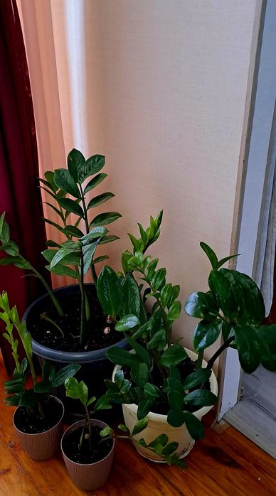 Продам комнатные цветы