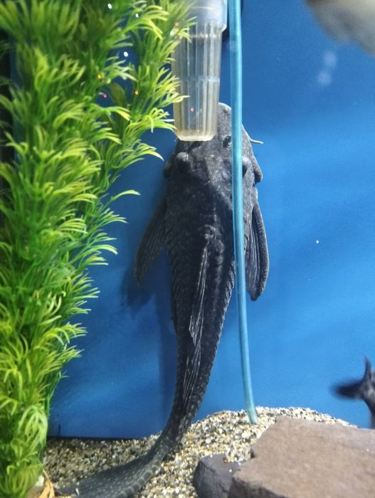 Продам анцитруса.