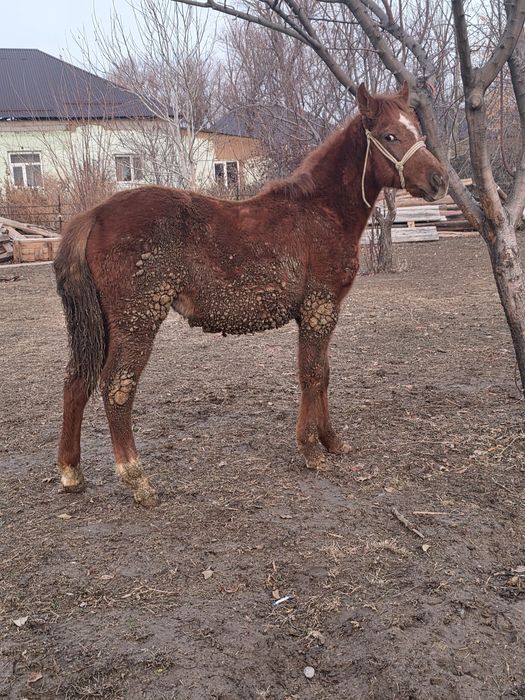 Жабагы сатылады.
