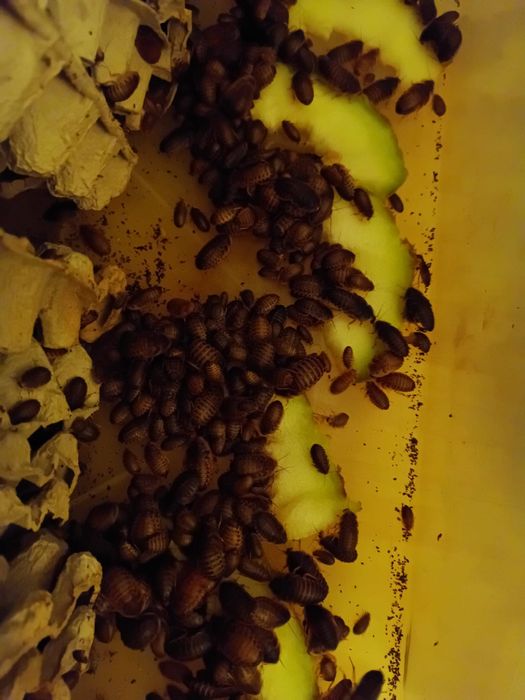 Hrana reptile blaptica dubia