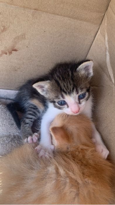 Сары ұл. қара ұл. Қара ақ қыз