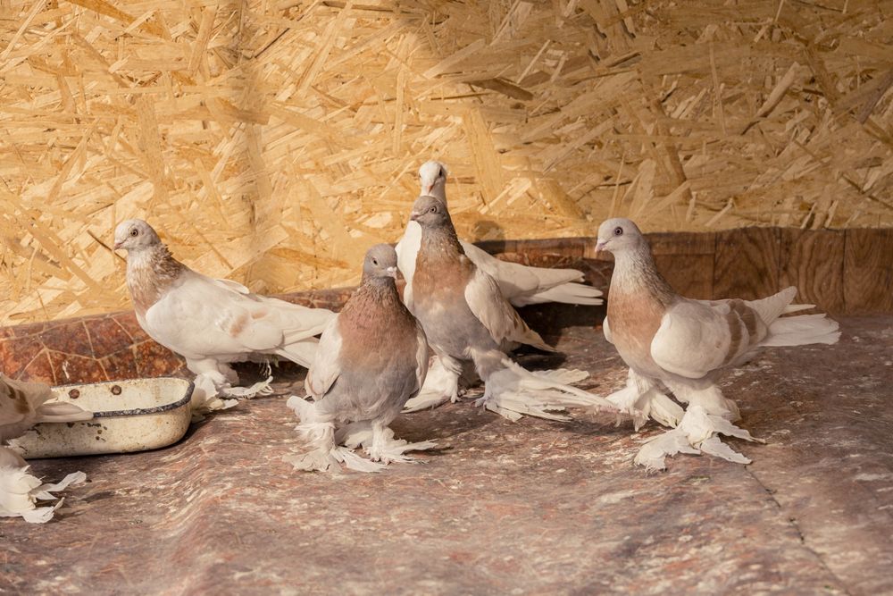 Голуби     продажа