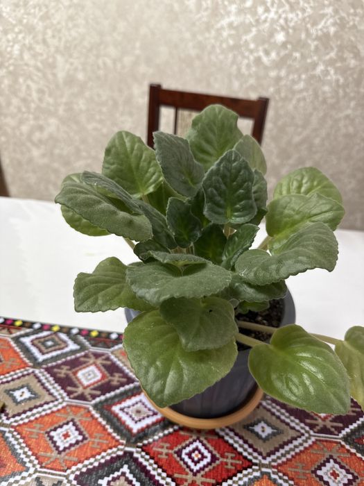 Комнатные цветы…