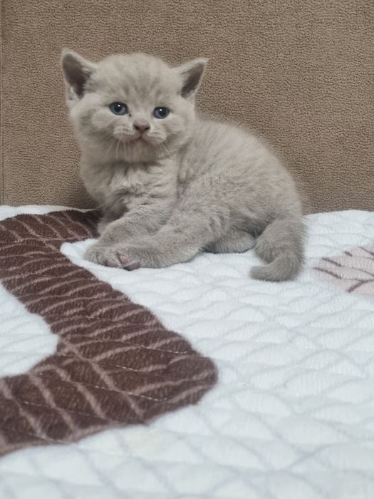 Скотиш Страйт мальчик