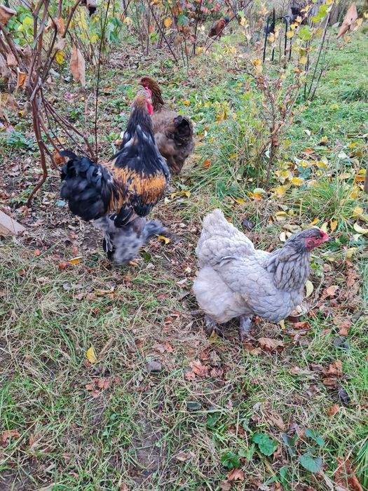 Gaini si cocosi Brahma