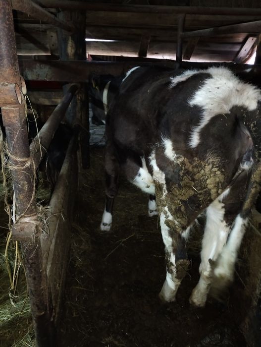 Продам 2 телочки