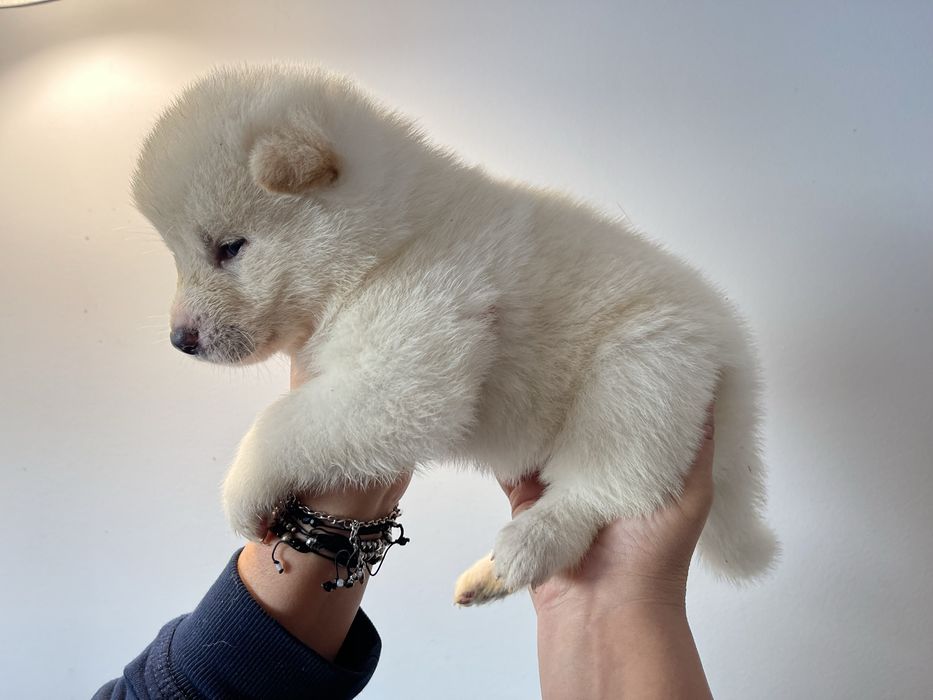 Pui Akita Inu Japonez