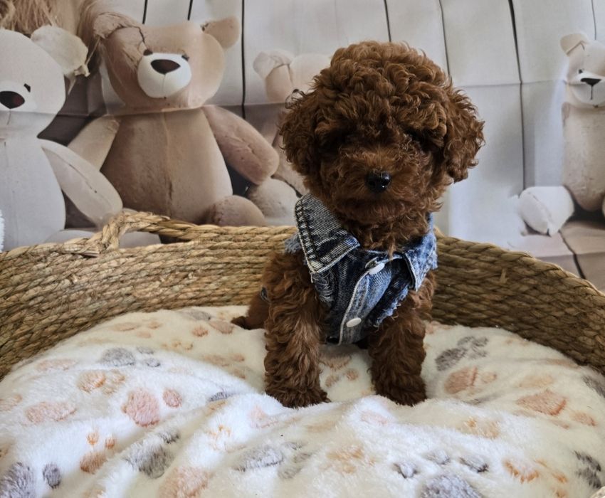 Пудел тийкъп/ Пудел той poodle с родословие момче red braun