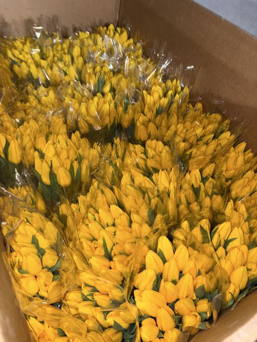 Оптом тюльпаны астана бутон 8 см