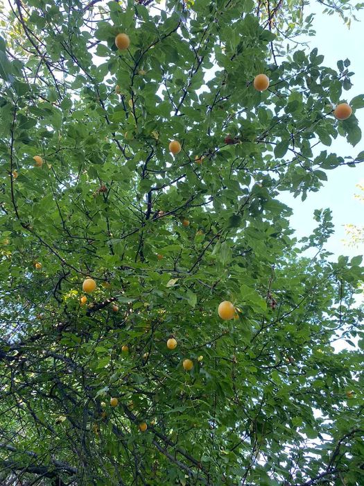 Продава се Парцел в София, Красна поляна 1 - 1277 кв.м за 6 €/кв.м - Снимка #3