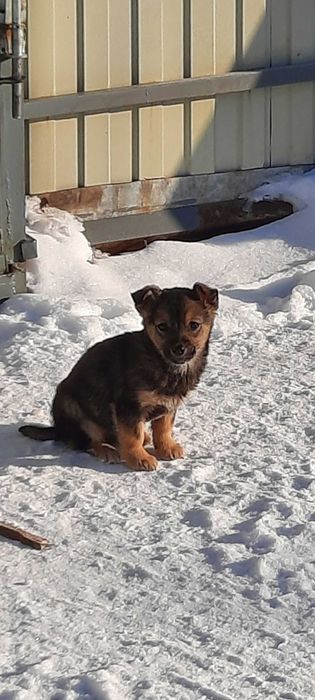 Отдам щенков бесплатно