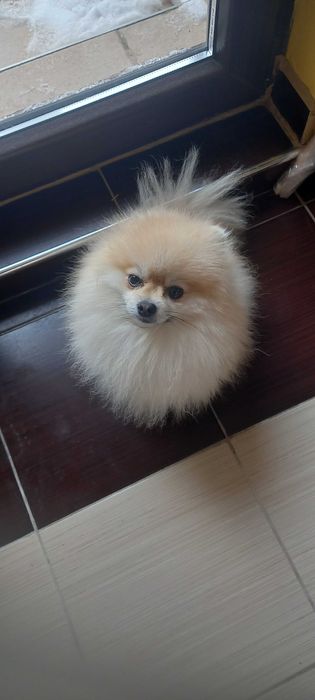 Подава мъжки померан