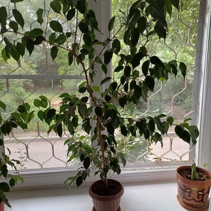 Фикус Бенджамина