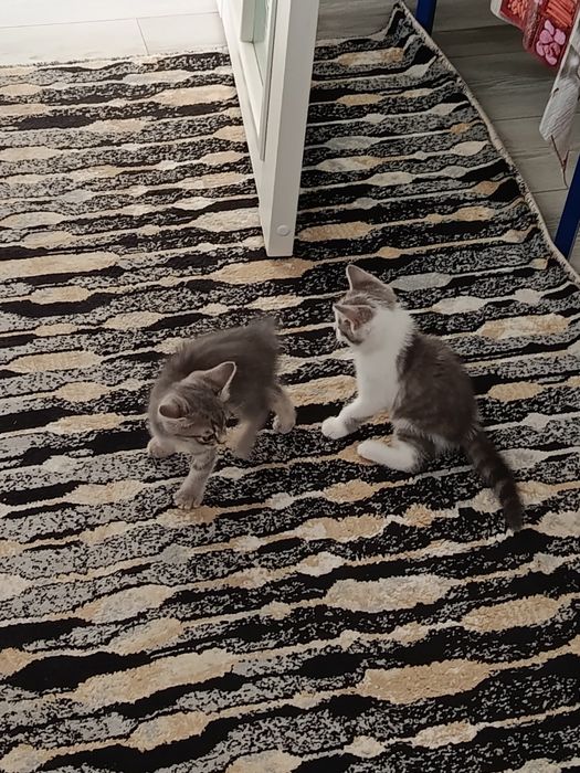 Котята отдам в хорошие руки