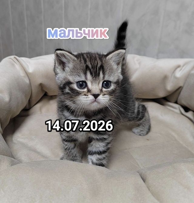 Британские котята