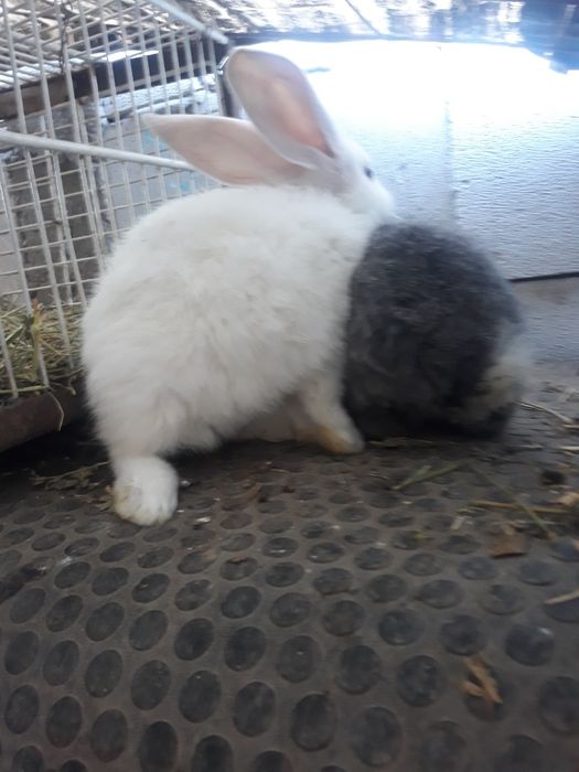 Iepurasi mici si mari