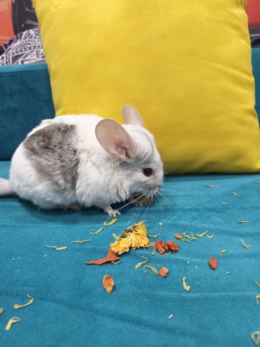 Продам   шиншилл