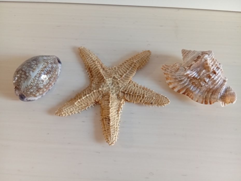 Морская звезда, ракушки