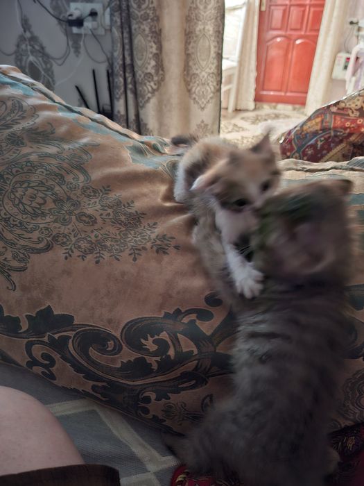 Отдам котят в хорошие добрые руки