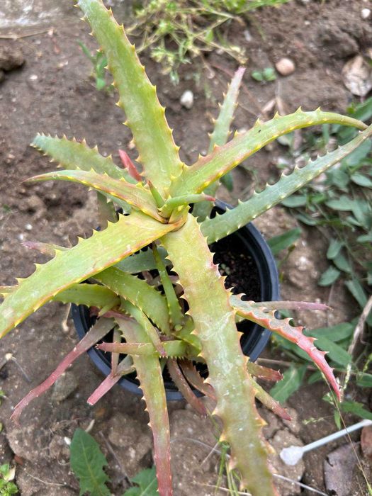 Сукуленти / Алпийска роза / Дебелец