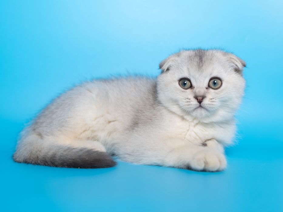 Серебро Шиншилла