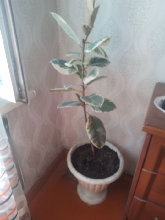 Продам цветы комнатнын