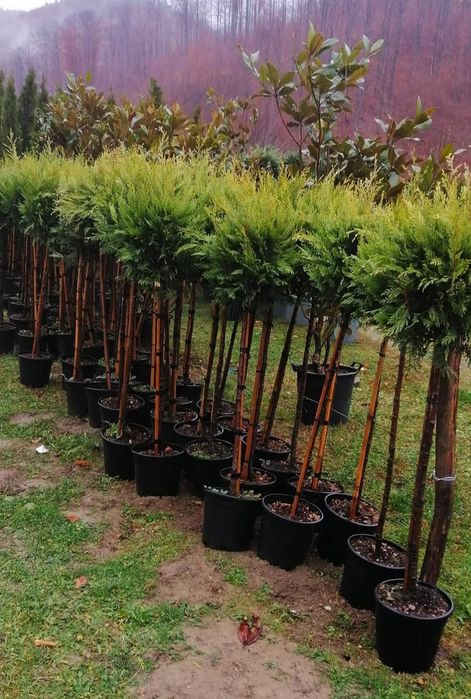 Vând plant oriunde în Țara.