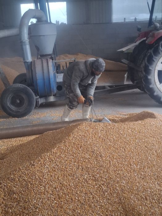 Porumb boabe de vanzare