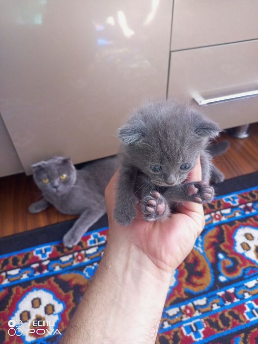 Продаются кошка и котята