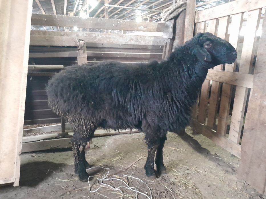 Қошқар қой гиссар едилбай еділбай