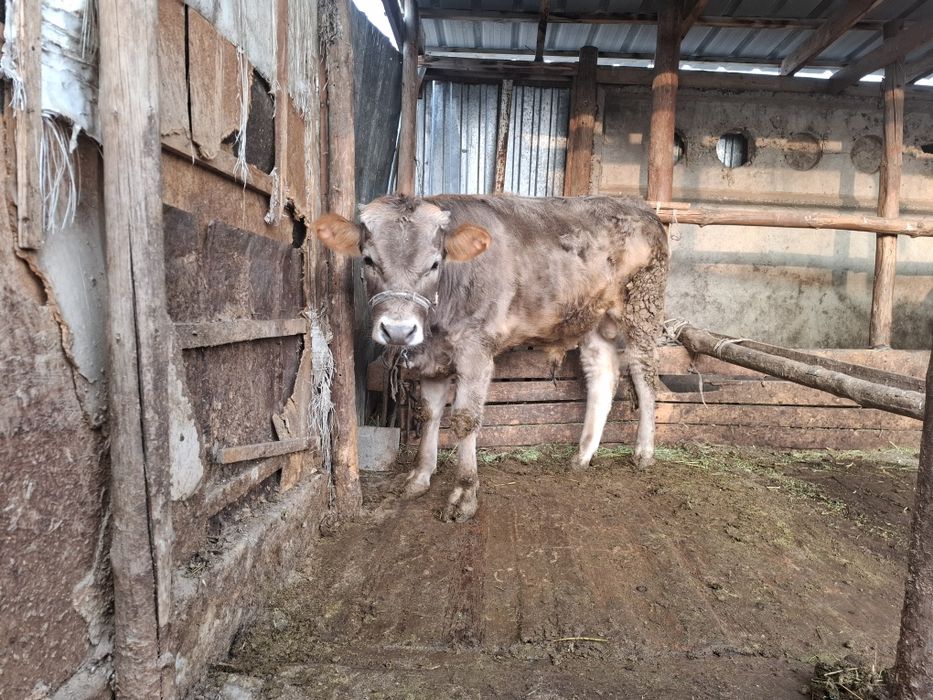 1 жасар бука.        .