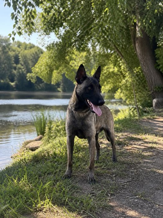 Femela Belgian Malinois