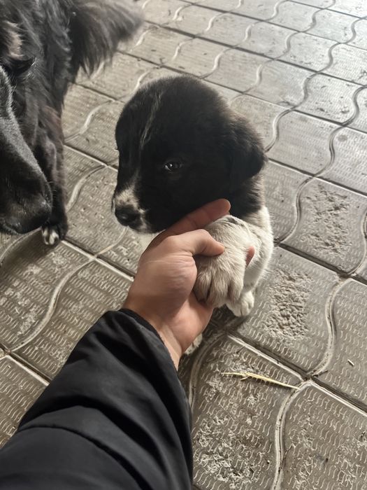 Отдам щенка бесплатно девочка