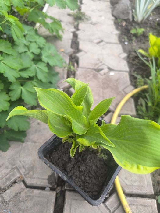 Продам хосту Уии