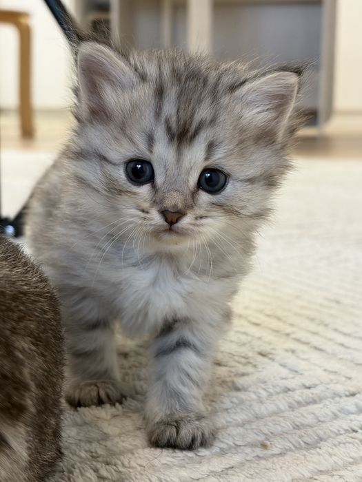 котята скоттиш страйт