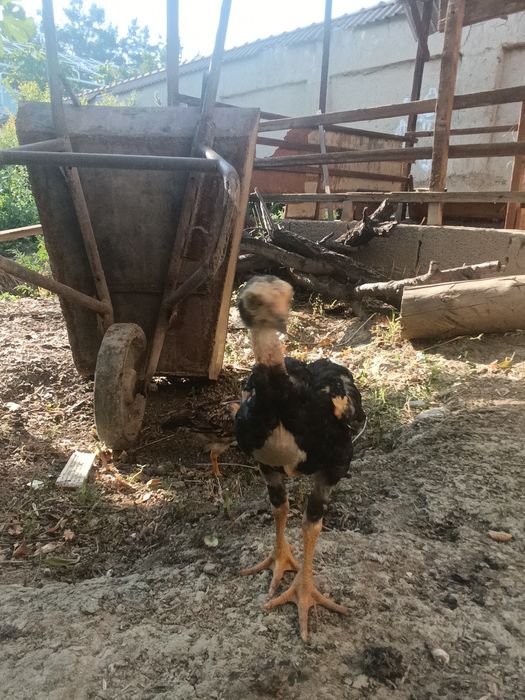 Дакан жожалари бор