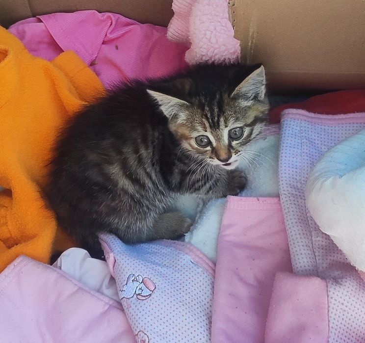 Котенок в добрые руки