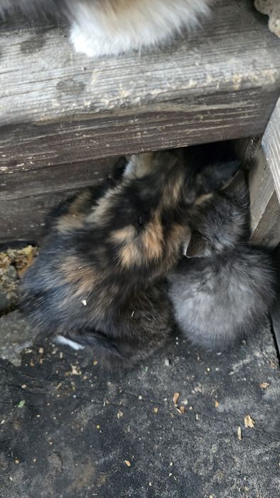 Отдам котят в добрые руки
