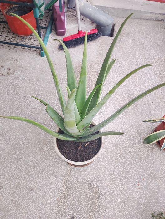 Продавам италианско 3 годишно алое Вера