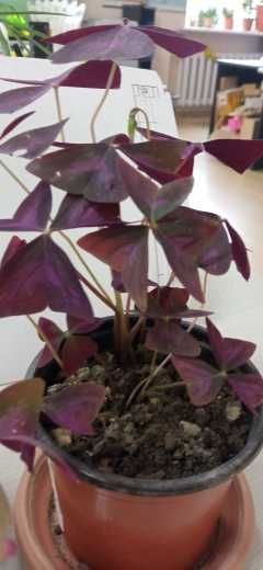 продам кислицу фиолетовую