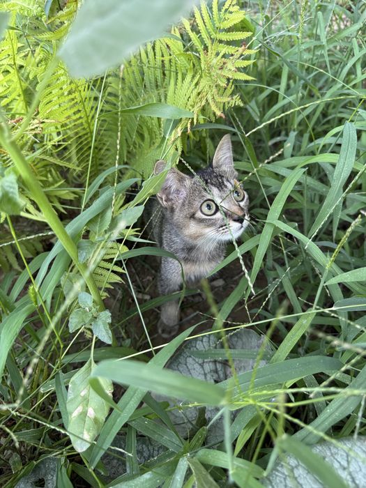 Котёнок в добрые руки!