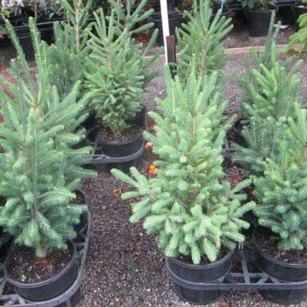 Brad argintiu Picea Glauca brad korean
