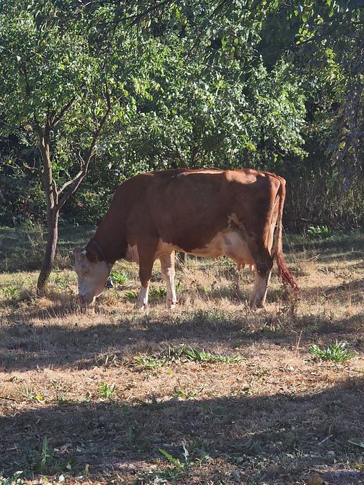 Vacă foarte bună de lapte