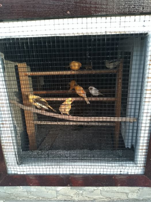 Vând canari timbrado