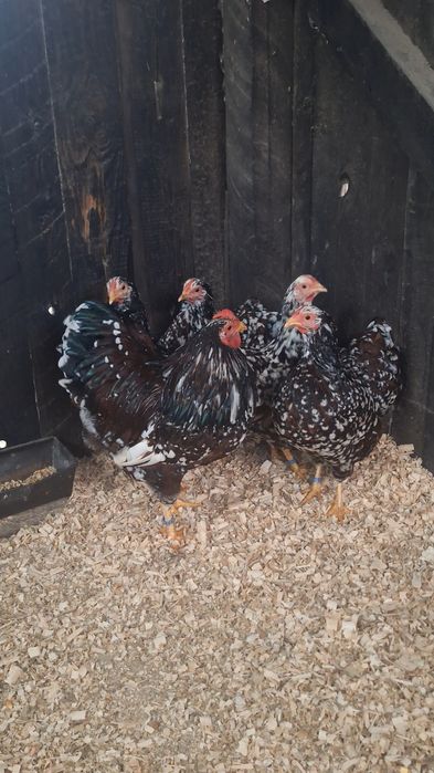 Familie Wyandotte pitic porțelan