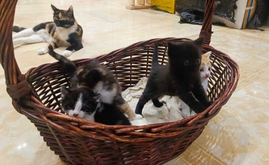 Лучшие котята КРЫСЫЛОВЫ