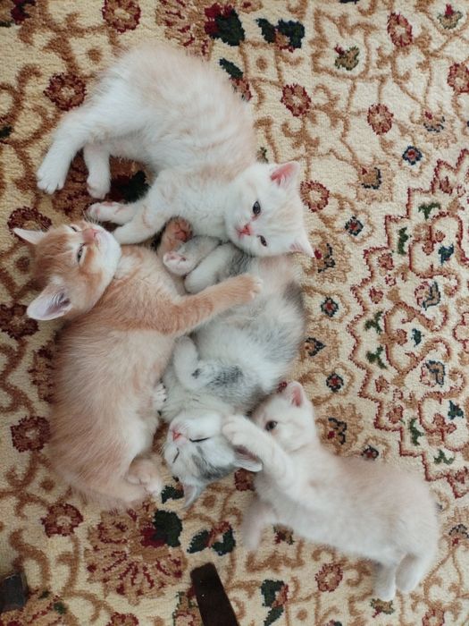 Срочно продаются котята