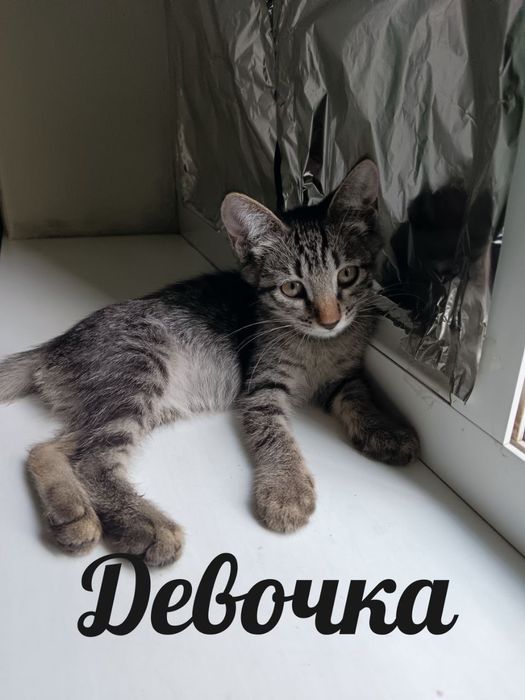 Отдам котят (девочки)