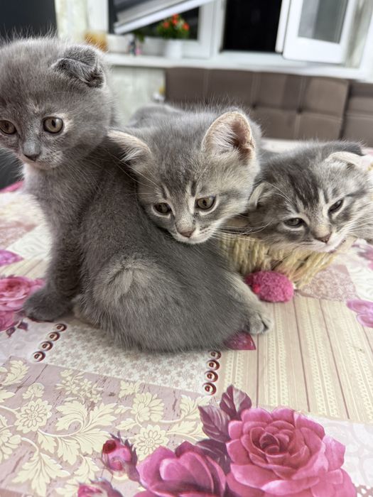 Продаются котики породы шотландская веслоухая