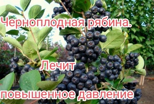 Продам дачу Сад Здоровье Торг